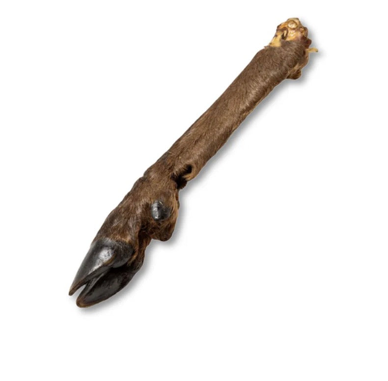 Large Hairy Deer Leg
