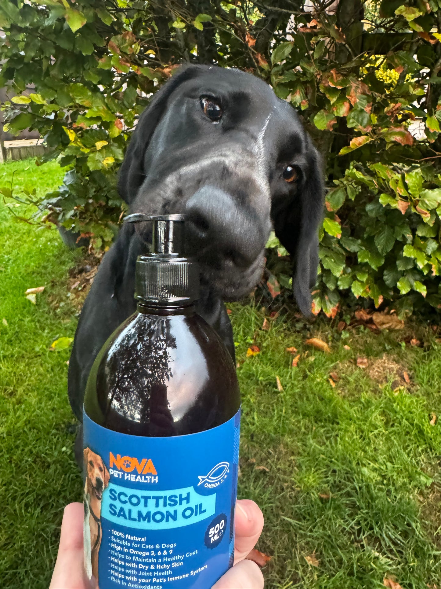 Salmon Oil