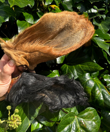 Hairy Cow Ears