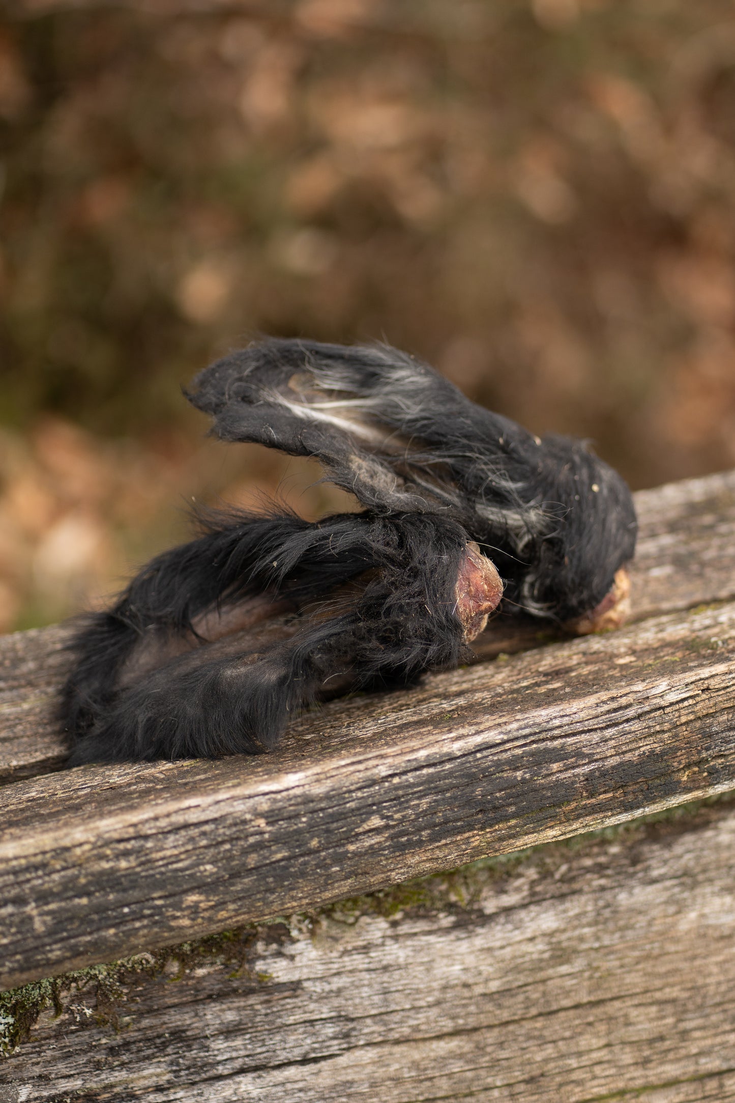 Hairy Cow Ears