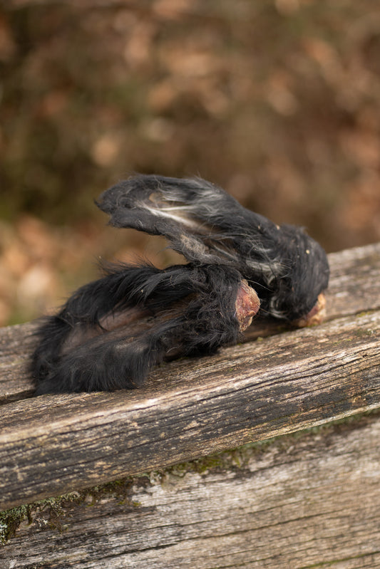 Hairy Cow Ears
