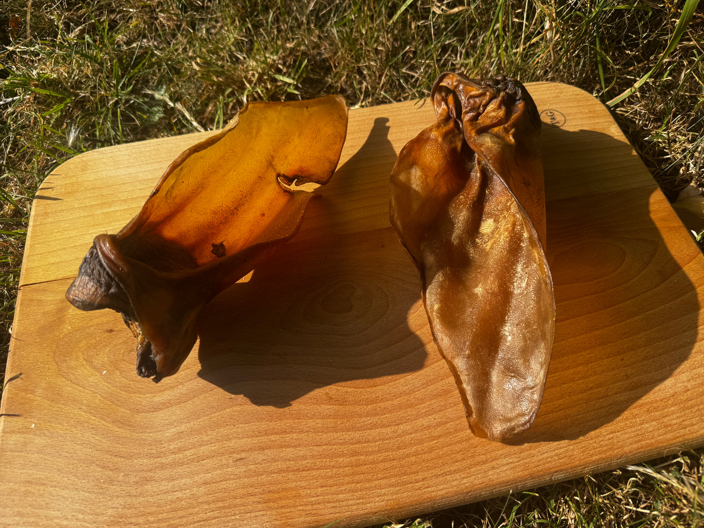 Plain Large Buffalo Ear