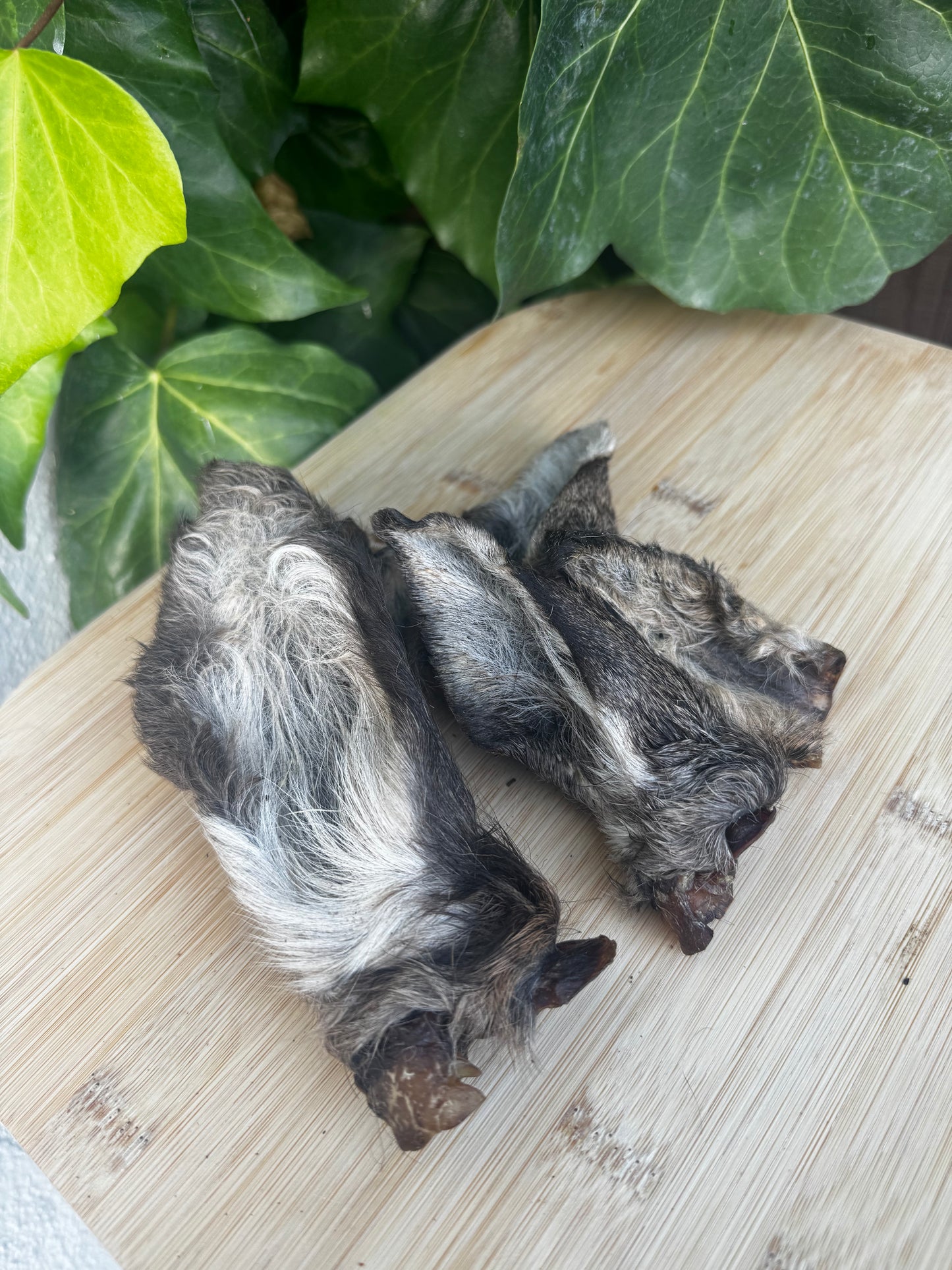 Venison Hairy Ears