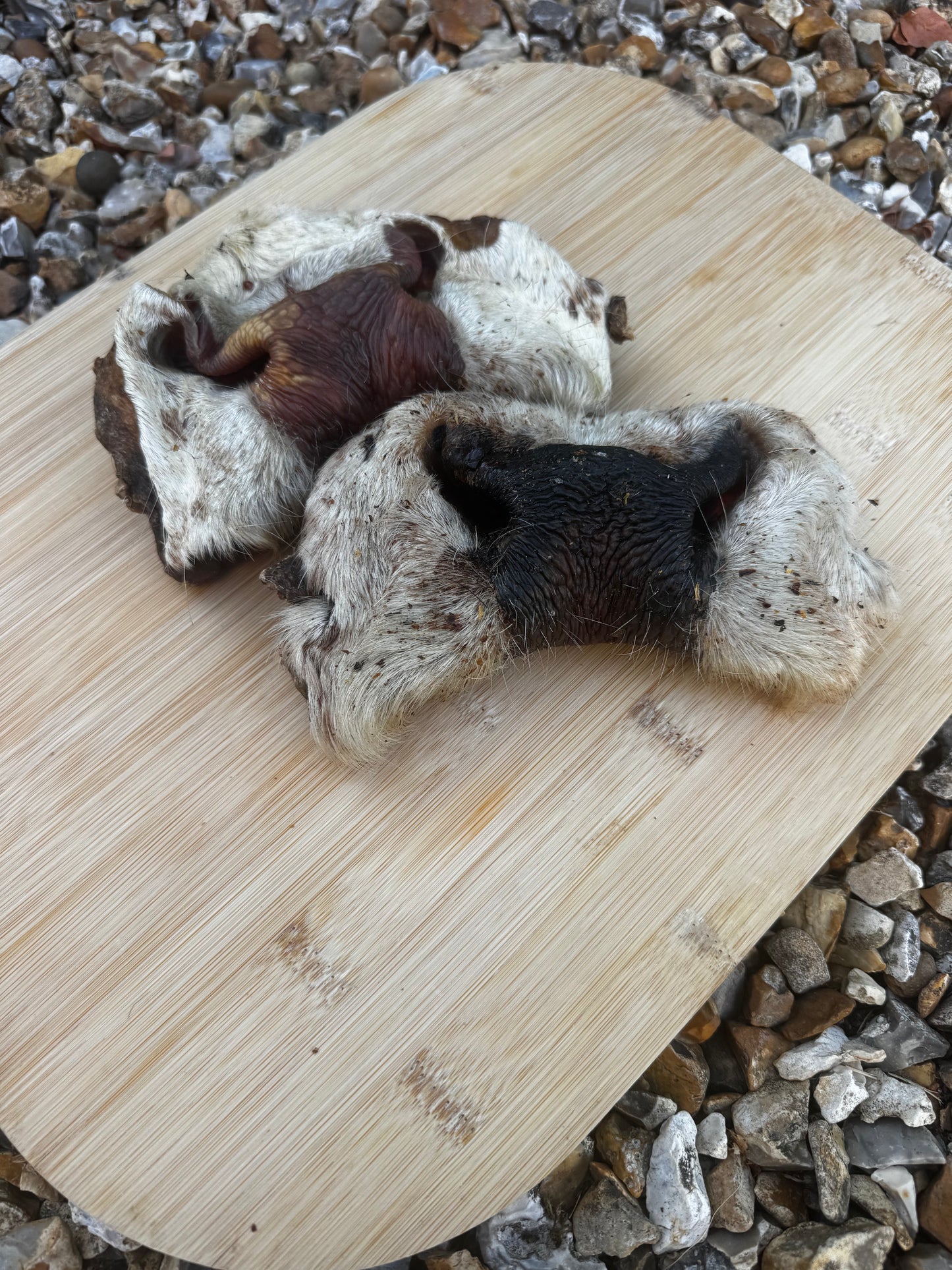 Hairy Beef Snouts