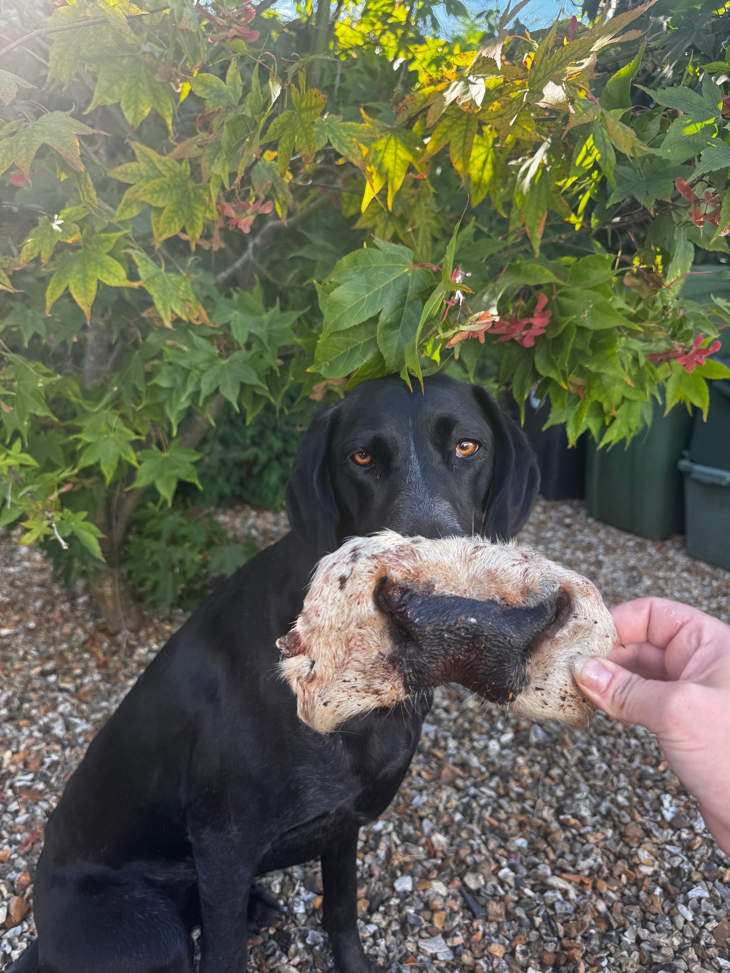 Hairy Beef Snouts